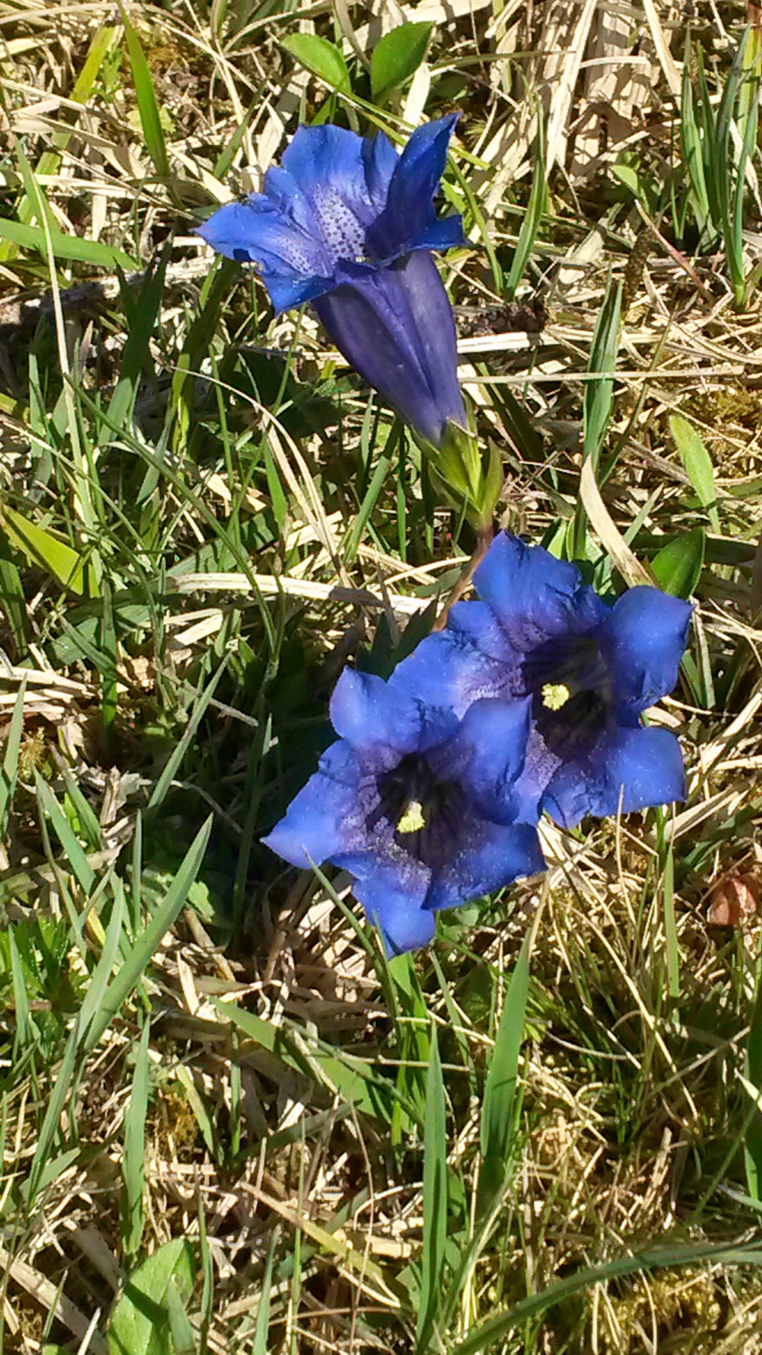 Enzianblüte im Mai