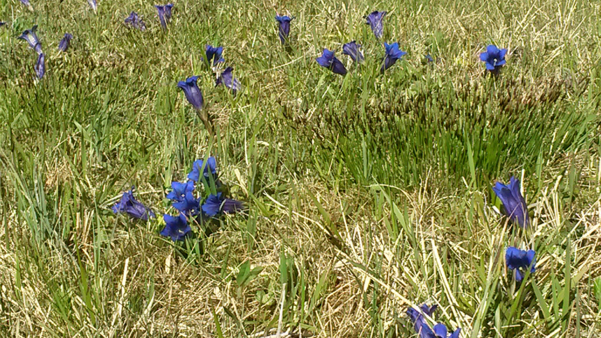 Enzianblüte im Mai