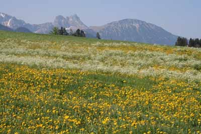 Sommer im Allgäu