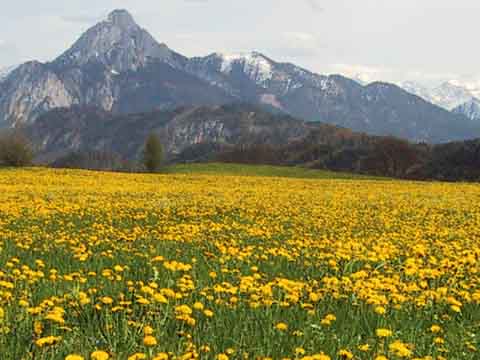 L&ouml;wenzahnbl&uuml;te im Allg&auml;u